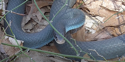 Grand Rapids snake