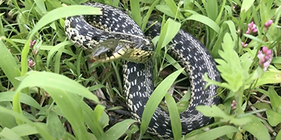 Grand Rapids snake